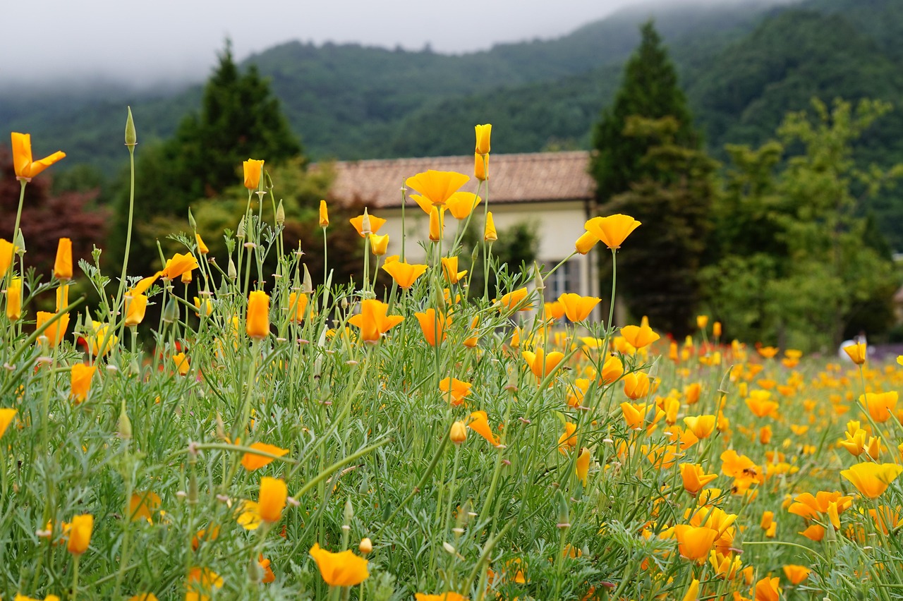 香烟和中年人的健康问题